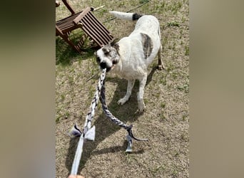 Zeusz, ein toller Hundemann sucht ein Zuhause.