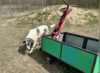 Zeusz, ein toller Hundemann sucht ein Zuhause.