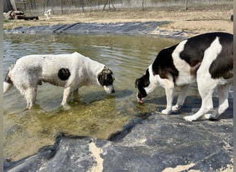 Zeusz, ein toller Hundemann sucht ein Zuhause.