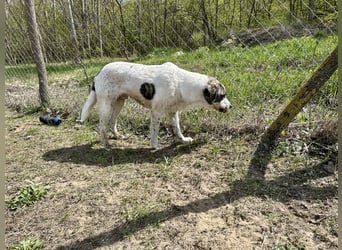 Zeusz, ein toller Hundemann sucht ein Zuhause.