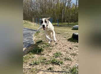 Zeusz, ein toller Hundemann sucht ein Zuhause.