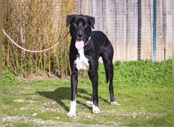 Groß – Sanft – Sozial… und noch viel mehr - das ist  KLAUS