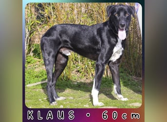 Groß – Sanft – Sozial… und noch viel mehr - das ist  KLAUS