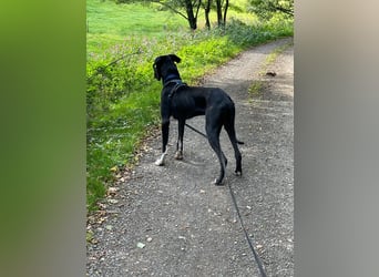 Unsere DD sucht ein neues Daheim