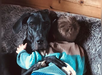 Unsere DD sucht ein neues Daheim