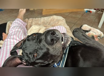 Unsere DD sucht ein neues Daheim