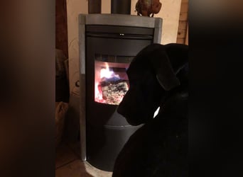 Unsere DD sucht ein neues Daheim