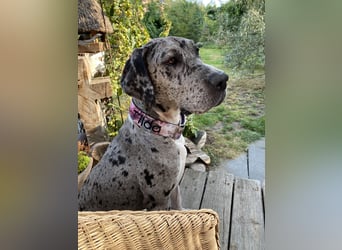 Tilda Deutsche Dogge