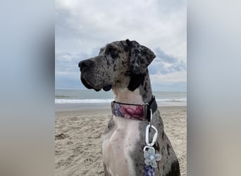 Tilda Deutsche Dogge