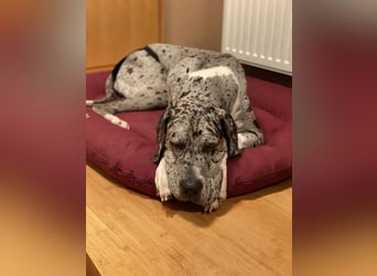 Tilda Deutsche Dogge