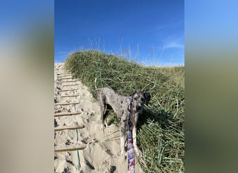 Tilda Deutsche Dogge