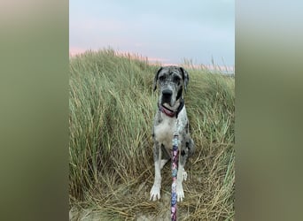 Tilda Deutsche Dogge