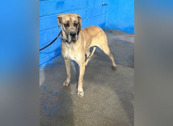 Canela, eine große Miss Sunshine