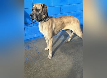 Canela, eine große Miss Sunshine