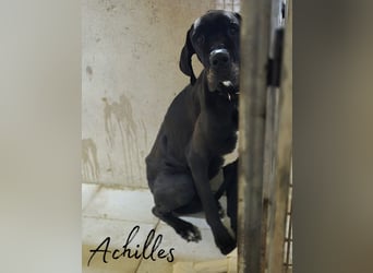 Achilles leidet sehr im Tierheim , PS gesucht