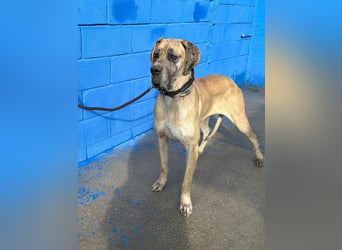 Canela, eine große Miss Sunshine