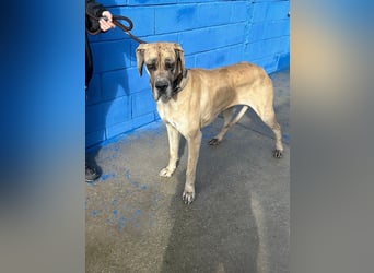 Canela, eine große Miss Sunshine