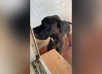 Achilles leidet sehr im Tierheim , PS gesucht