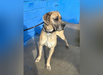 Canela, eine große Miss Sunshine