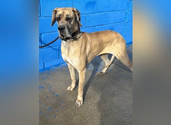 Canela, eine große Miss Sunshine