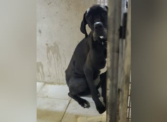Achilles leidet sehr im Tierheim , PS gesucht