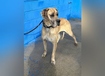 Canela, eine große Miss Sunshine