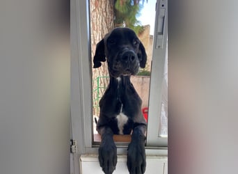 Achilles leidet sehr im Tierheim , PS gesucht