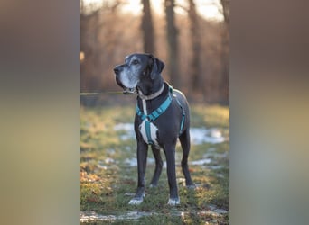 Manny - wünscht dich ein ruhiges Zuhause