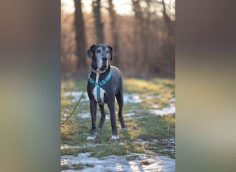 Manny - wünscht dich ein ruhiges Zuhause