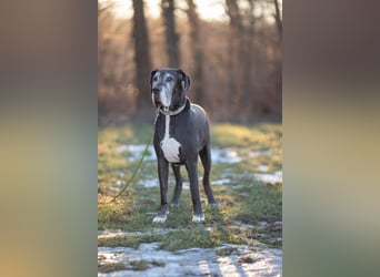 Manny - wünscht dich ein ruhiges Zuhause