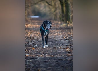 Manny - wünscht dich ein ruhiges Zuhause