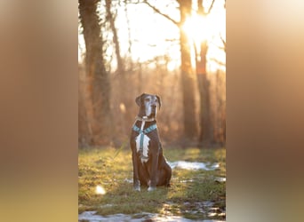 Manny - wünscht dich ein ruhiges Zuhause