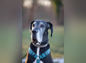 Manny - wünscht dich ein ruhiges Zuhause