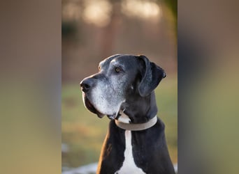 Manny - wünscht dich ein ruhiges Zuhause