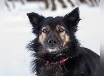 Tarzan - Wundervoller Kumpel (Ukraine)