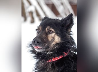 Tarzan - Wundervoller Kumpel (Ukraine)