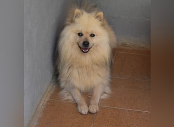Balu