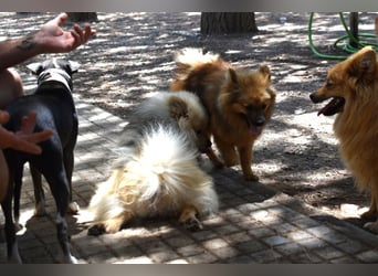 Balu