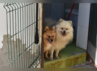 Balu