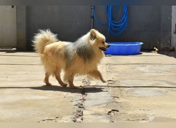 Balu