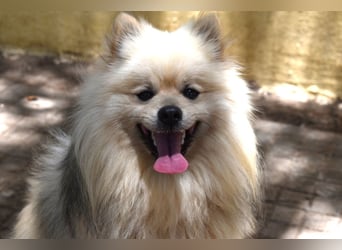 Balu