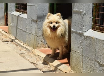 Balu