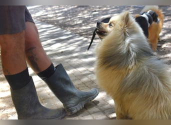 Balu