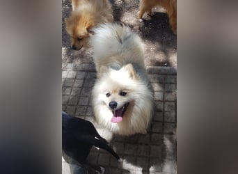 Balu