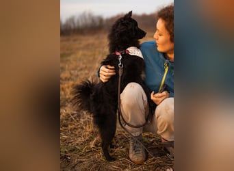 Bjorn ❤️ so kuschliger Spitz-Mix Rüde!
