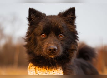 Bjorn ❤️ so kuschliger Spitz-Mix Rüde!