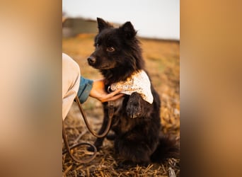Bjorn ❤️ so kuschliger Spitz-Mix Rüde!