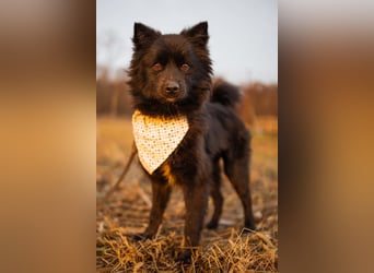 Bjorn ❤️ so kuschliger Spitz-Mix Rüde!