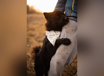 Bjorn ❤️ so kuschliger Spitz-Mix Rüde!