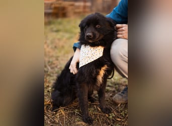 Bjorn ❤️ so kuschliger Spitz-Mix Rüde!